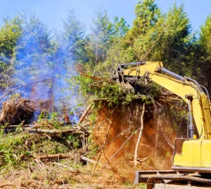 trees are uprooted when preparing land for constru 2025 03 27 05 09 25 utc